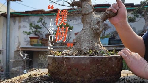朴树上盆日记
