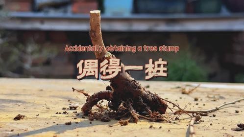 偶得一桩上盆培养