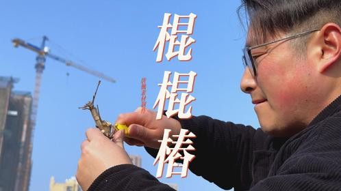 玩转一根棍棍桩