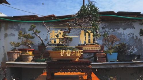 整一柏初春习作
