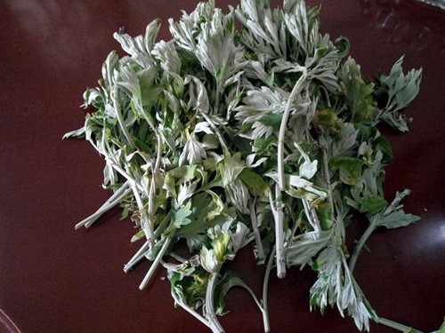 艾草