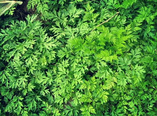 艾草
