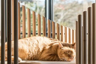 “猫咪跳阳台,安全技巧记心间”