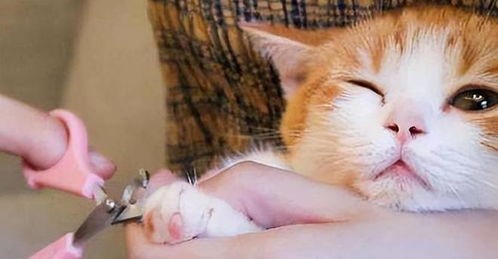 猫咪修指甲，轻松掌握宠物护理技巧。