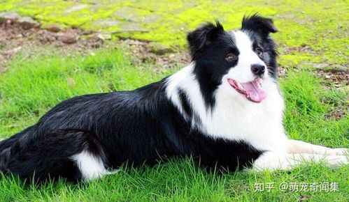 探究边牧泪痕成因及宠物护理技巧