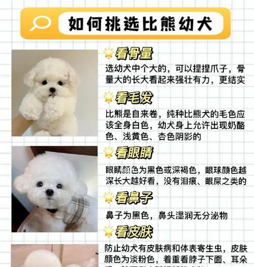 比熊犬剃毛后的毛发生长周期与护理技巧（了解比熊犬剃毛后毛发生长的时间及如何正确护理）