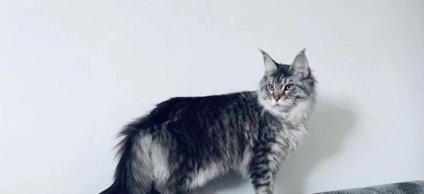 缅因猫饲养指南（从喂养到训练，打造健康快乐的缅因猫生活）