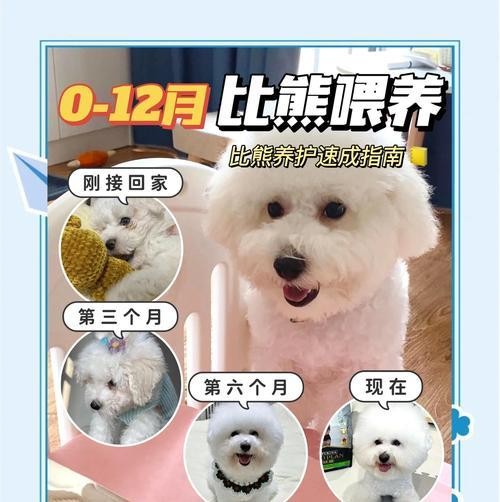 比熊犬剃毛后的毛发生长周期与护理技巧（了解比熊犬剃毛后毛发生长的时间及如何正确护理）