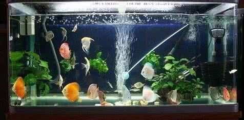 罗汉鱼缸内蹭缸问题解决方案:专业护理技巧大揭秘!