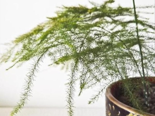 常见植物的养殖方法，让你打理花草更方便