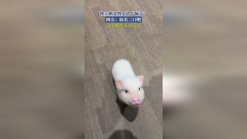 博主晒宠物小猪“佩奇”，网友：取名三口吧！这小模样太可爱了