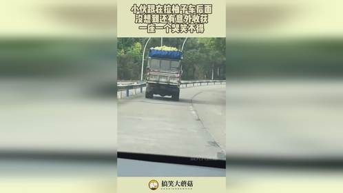 小伙跟在拉柚子车后面，没想到还有意外收获，一座一个哭笑不得！