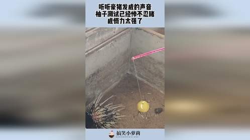 听听豪猪发威的声音，柚子测试已经惨不忍睹，威慑力太强了！