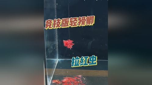 轻猾鲫与红虫的竞技魅力，揭秘钓鱼的抖音潮流