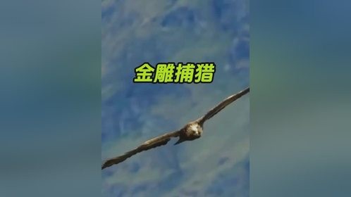 金雕捕猎山羊养育自己的幼崽