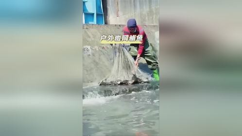 库里拉在拦水坝旁撒网，意外捕获满满大罗非鱼！