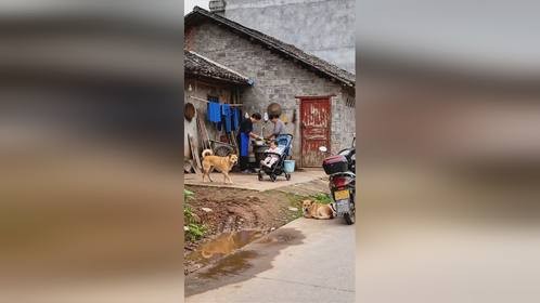 乡村生活中的忠犬故事：人与狗之间的深厚情感