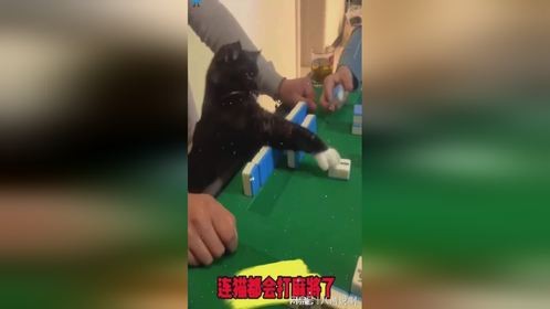 猫咪帮主打麻将，却被主人斥责。