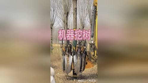 这样的挖树的机器简直令人眼界大开呀