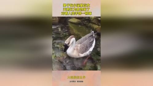 男子在小溪里舀水，天鹅以为食物来了，对着人类手臂一顿啄！