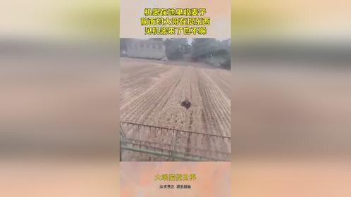机器在地里收麦子，前面的大哥在捉东西，见机器来了也不躲！