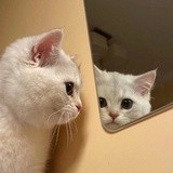 Гу