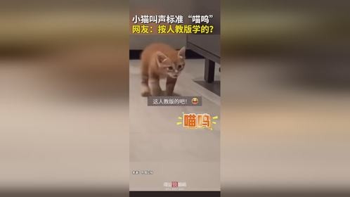 小猫叫声太标准!网友:人教版猫语学霸