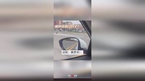 帅气边牧赶羊群过马路,知道看红绿灯走斑马线