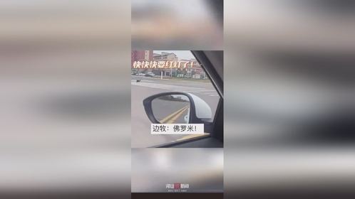 边牧赶羊过马路会看红绿灯走斑马线