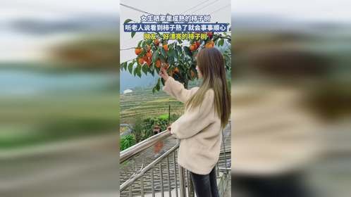 女生晒家里成熟的柿子树,听老人说看到柿子熟了就会事事顺心,网友:好漂亮的柿子树
