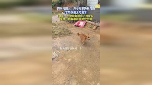 网友时隔九个月与老家狗狗见面,它的反应太可爱了