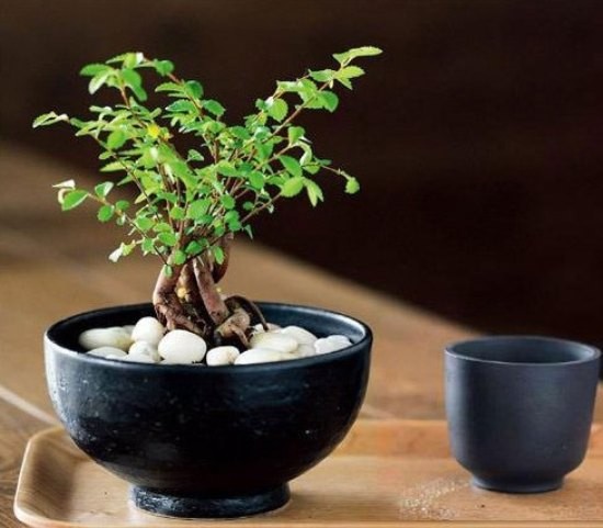 局部装饰 10个创意小盆栽