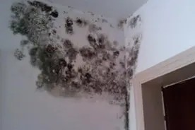 不管房间霉味多严重,只需一个“废弃物”,霉味立马全消失,快学视频封面