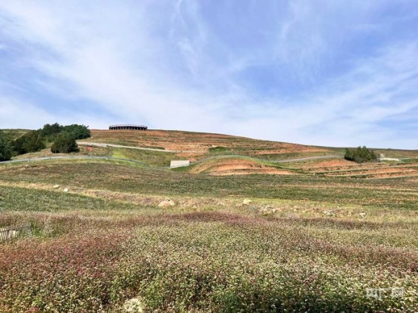 秦岭脚下的千亩荞麦花海,古韵十足(央广网记者 陈锵 摄)