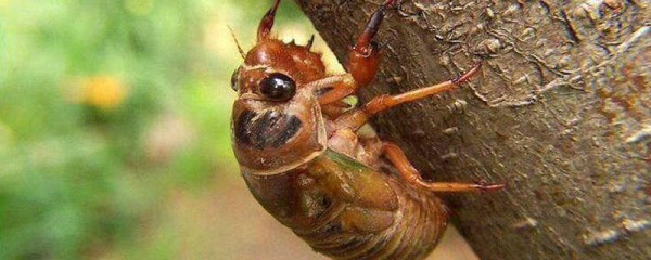 冻过的知了怎么做好吃 知了煲汤放什么材料