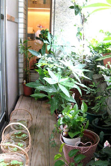 绝美空中花园实景图片