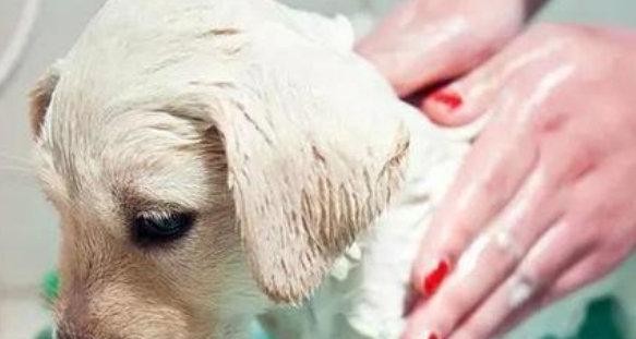 宠物狗坐月子洗澡计划详解（狗狗坐月子不能忽视的洗澡问题，以及洗澡的正确频率与方法）