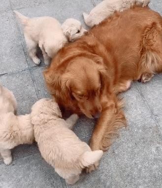 宠物狗坐月子洗澡计划详解（狗狗坐月子不能忽视的洗澡问题，以及洗澡的正确频率与方法）