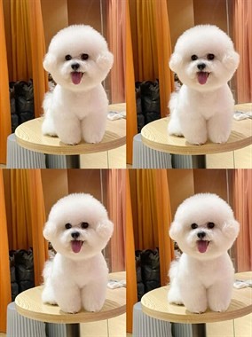 【求购】求购比熊一只!有的出来聊聊