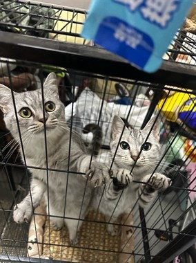 【转卖】小偿领养美短虎斑