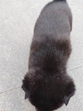 【转卖】小狗免费送