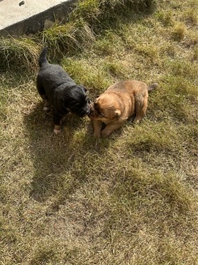 【转卖】看家护院土狗