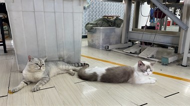 【转卖】免费领养,还有一只幼猫,没有时间照顾