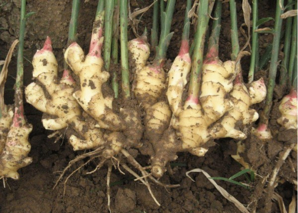 小黄姜植株与新鲜块茎特写