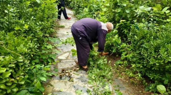 杂草“清零”解民忧,社区服务暖人心