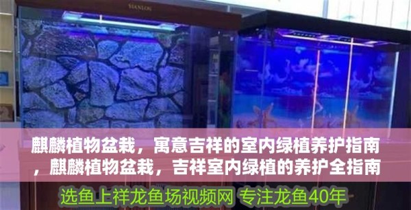 麒麟植物盆栽,寓意吉祥的室内绿植养护指南,麒麟植物盆栽,吉祥室内绿植的养护全指南