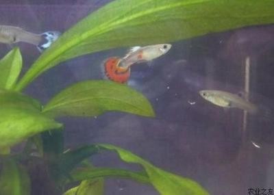 麒麟植物盆栽,寓意吉祥的室内绿植养护指南,麒麟植物盆栽,吉祥室内绿植的养护全指南