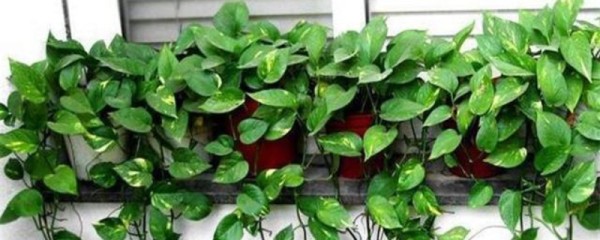 什么植物适合室内栽培,这几种绿色植物的观赏性很高