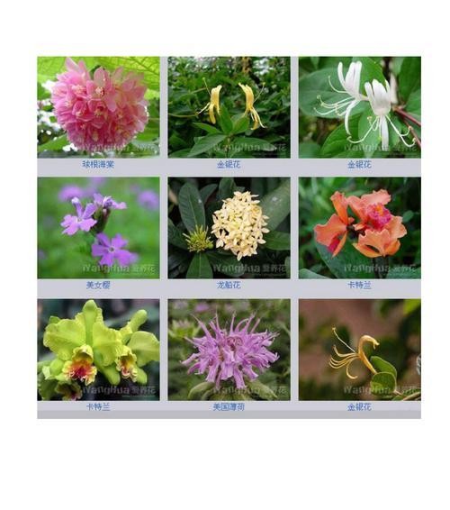 莲蓬(揭开莲蓬的寓意与象征)