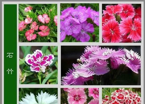 莲蓬(揭开莲蓬的寓意与象征)